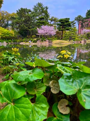 Cherry Blossom in Traditional Japanese Garden, Hiroshima