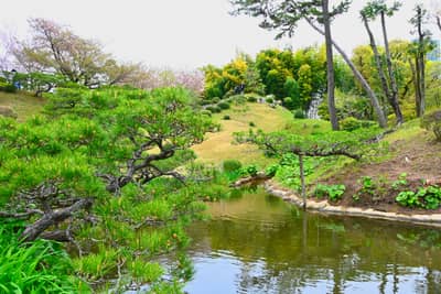 Traditional Japanese Garden with Shaped Pines and Pond in Hiroshima