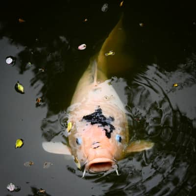 Koi Fish Swimming at Water Surface in Hiroshima