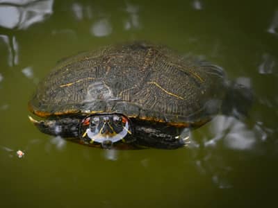 Turtle Swimming in Hiroshima Waters