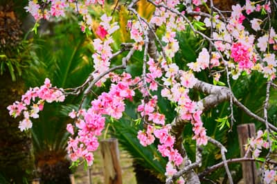 Cherry Blossoms in Full Bloom, Hiroshima