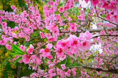 Cherry Blossoms in Bloom, Hiroshima