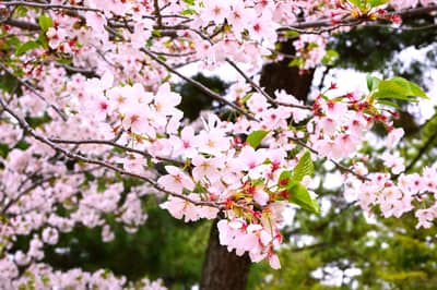 Cherry Blossoms in Full Bloom, Hiroshima