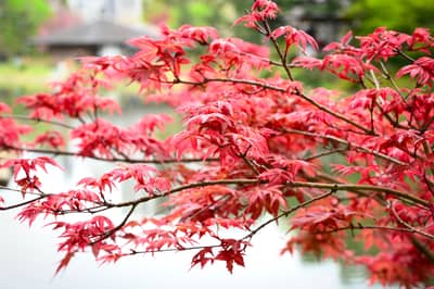 Red Japanese Maple in Traditional Garden, Hiroshima