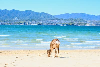 Sika Deer on Beach with Hiroshima Bay and Mountain Vista