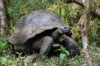 Galápagos Giant Tortoise in Santa Cruz