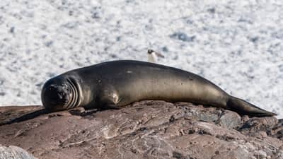 Southern Elephant Seal Resting on Rocky Outcrop, Pleneau Island