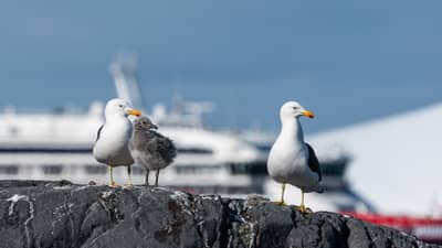 Kelp Gulls with Chick on Pleneau Island, Antarctica