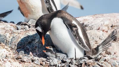 Gentoo Penguin with Chicks on Pleneau Island