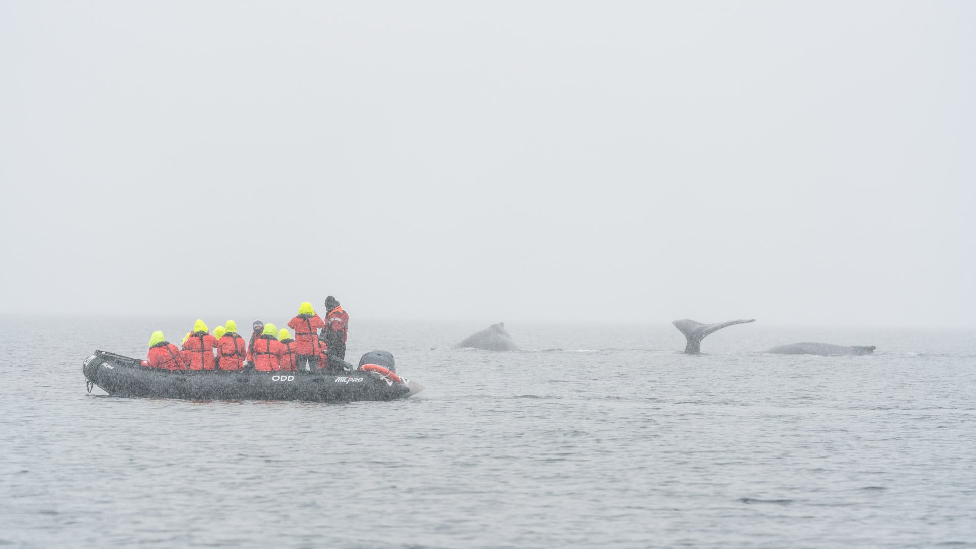 Whale Watching Expedition in Wilhelmina Bay, Antarctica