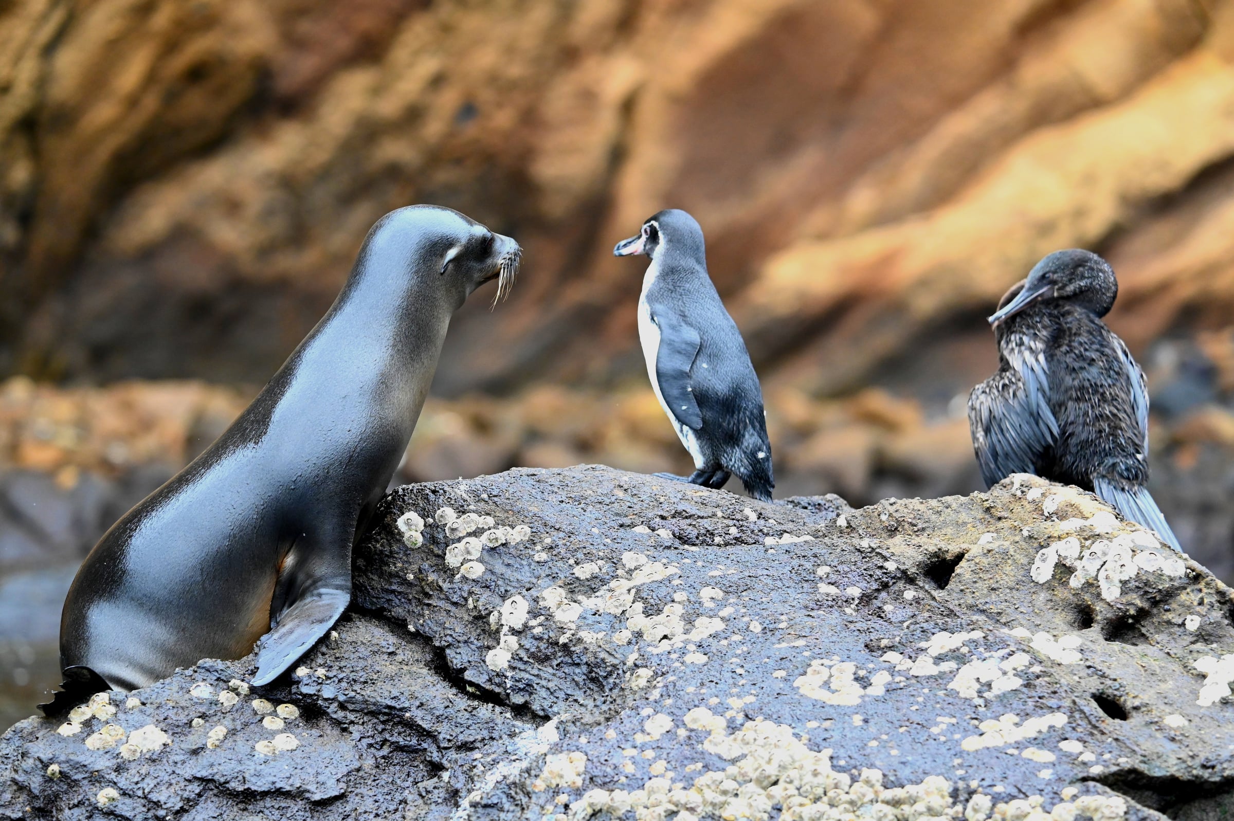 Fur Seal Pup and Cormorants at Punta Vicente Roca