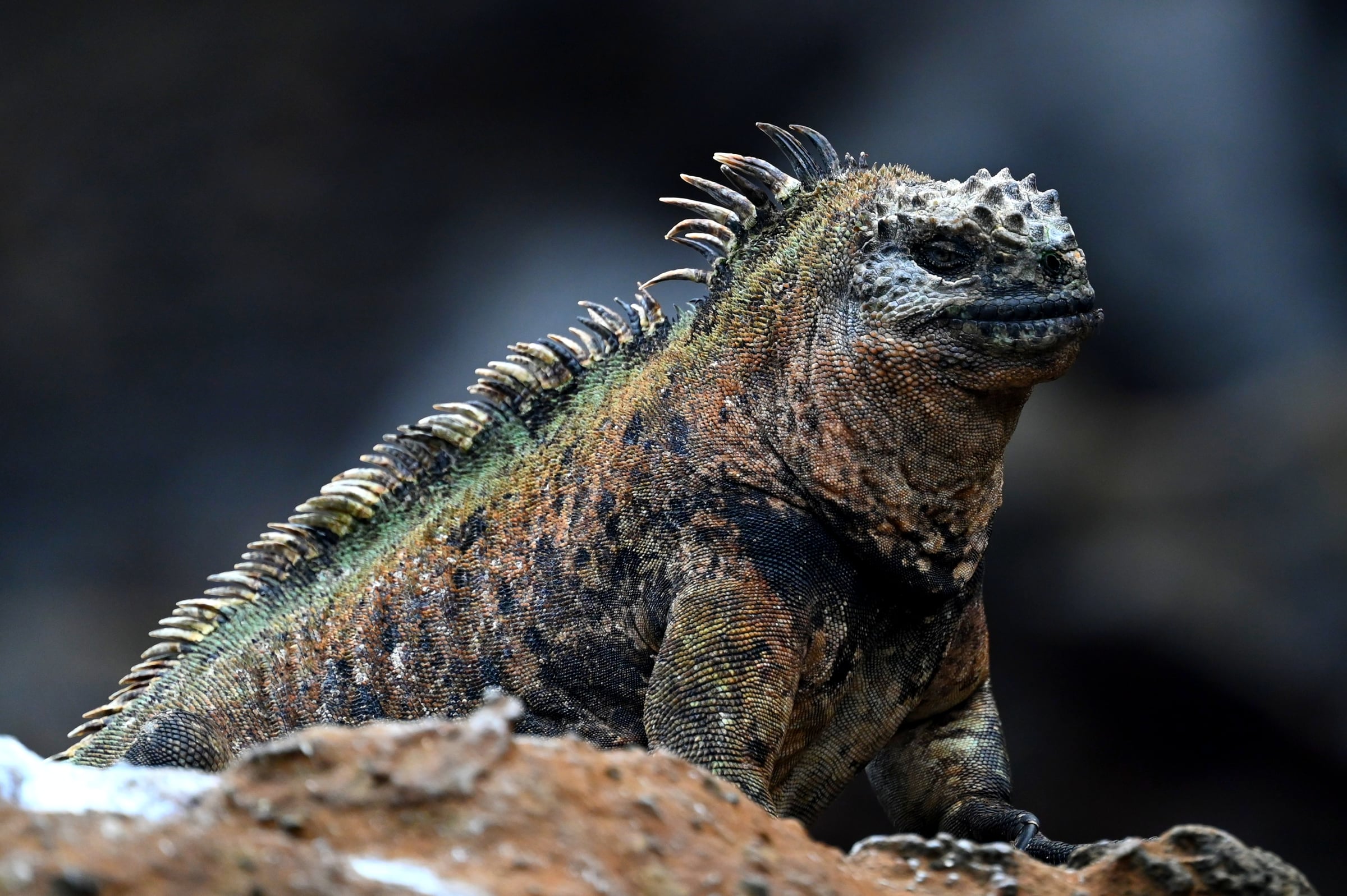 Marine Iguana Portrait at Punta Vicente Roca