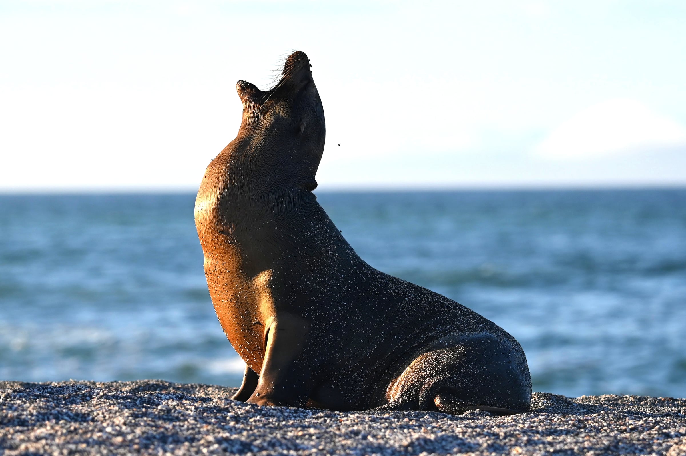 Galápagos Sea Lion Calling on Fernandina Beach