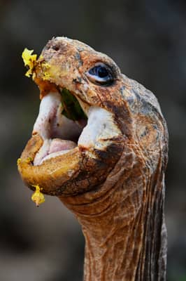 Galápagos Giant Tortoise Feeding on Yellow Flowers