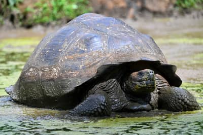 Galápagos Giant Tortoise Bathing in Shallow Water