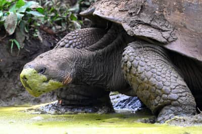 Galápagos Giant Tortoise Feeding in Muddy Waters, Santa Cruz