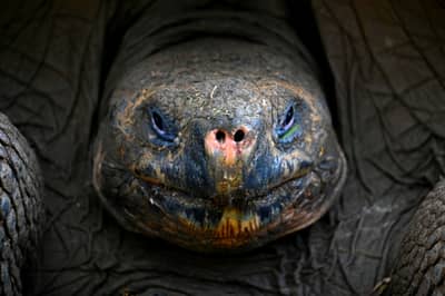 Galápagos Giant Tortoise Close-up Portrait