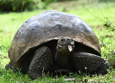 Galápagos Giant Tortoise Grazing on Santa Cruz Island
