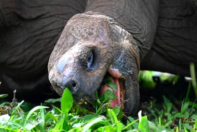 Galápagos Giant Tortoise Grazing on Santa Cruz Island