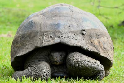 Galápagos Giant Tortoise on Santa Cruz Island