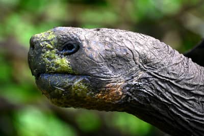 Galápagos Giant Tortoise Portrait, Santa Cruz