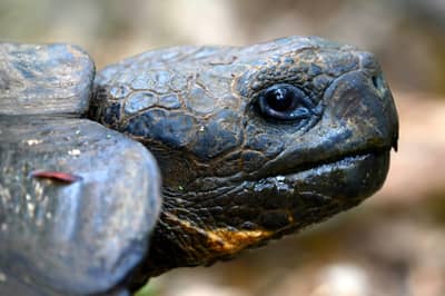 Galápagos Giant Tortoise Portrait, Santa Cruz Island