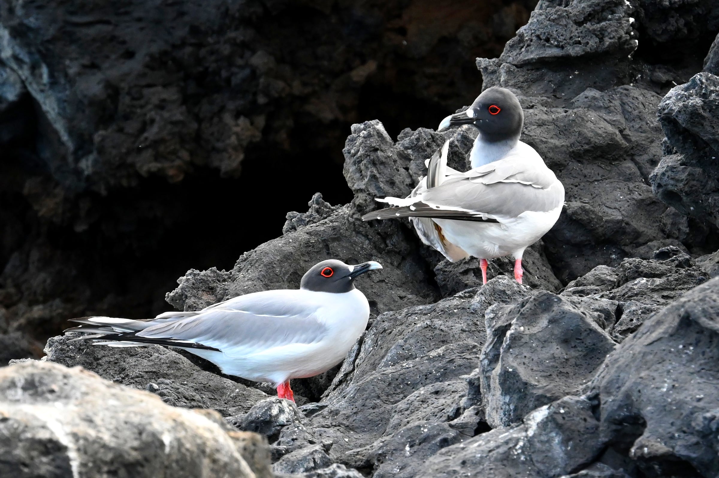 Swallow-tailed Gulls on Volcanic Rocks, Floreana Island