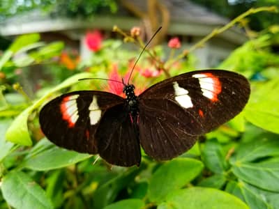 Butterfly with Red and White Markings at Key West Conservatory