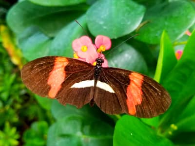 Postman Butterfly on Pink Flower