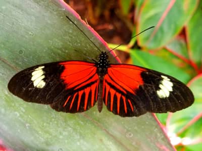 Postman Butterfly at Key West Butterfly Conservatory