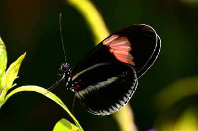 Postman Butterfly at Natural History Museum