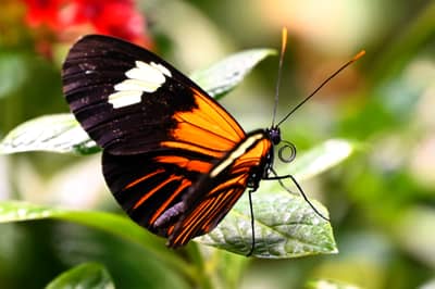 Postman Butterfly at the Museum of Natural History