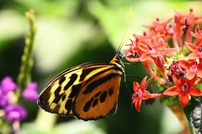 Tiger Swallowtail Butterfly Feeding on Coral Flowers