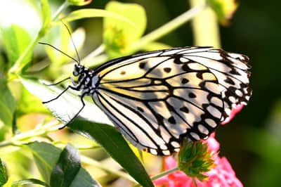 Paper Kite Butterfly at Museum of Natural History