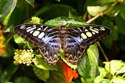 Butterfly with Black, White and Blue Wing Pattern at Natural History Museum