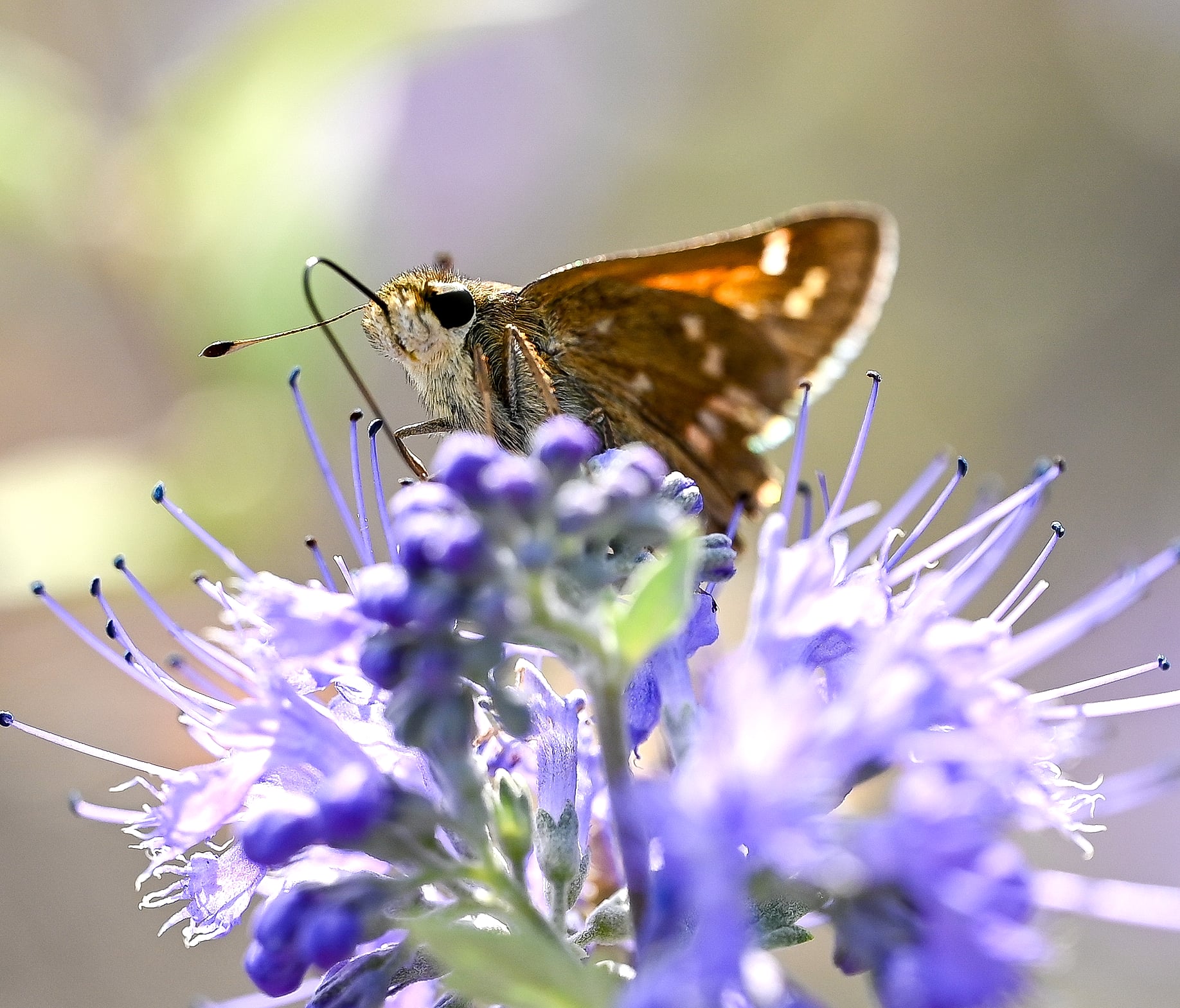 Butterfly Feeding on Purple Wildflower in Annapolis